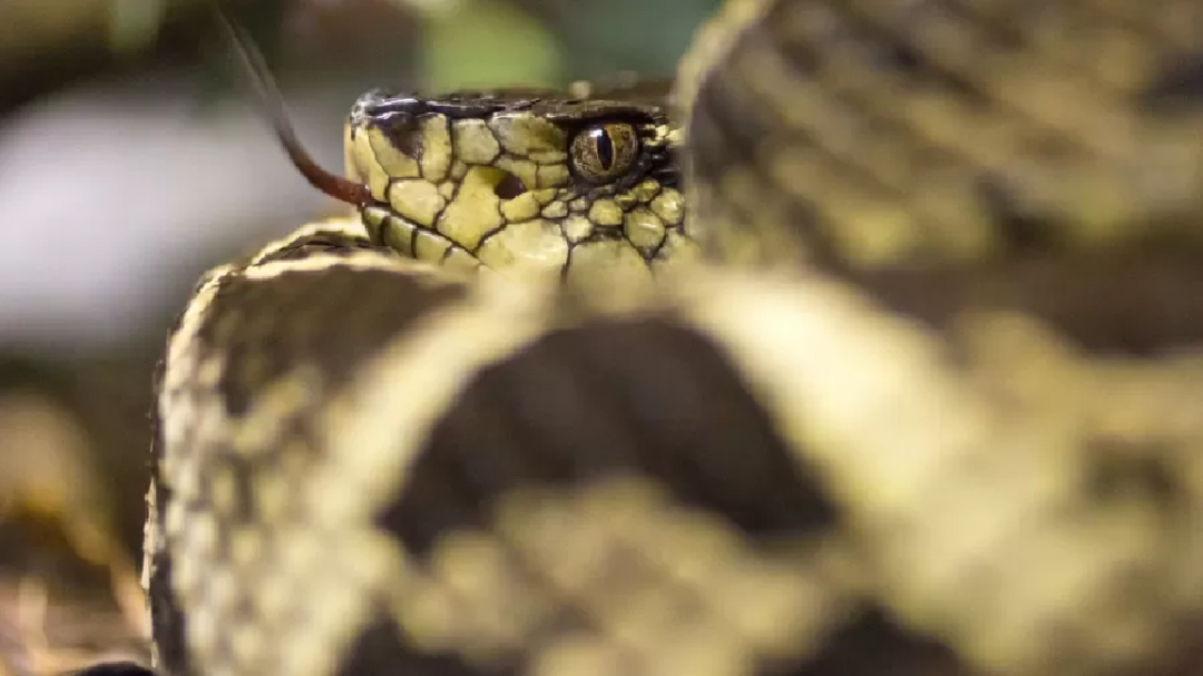 cobra---Copi_20210824-213012_1.png