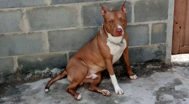 pitbull.png