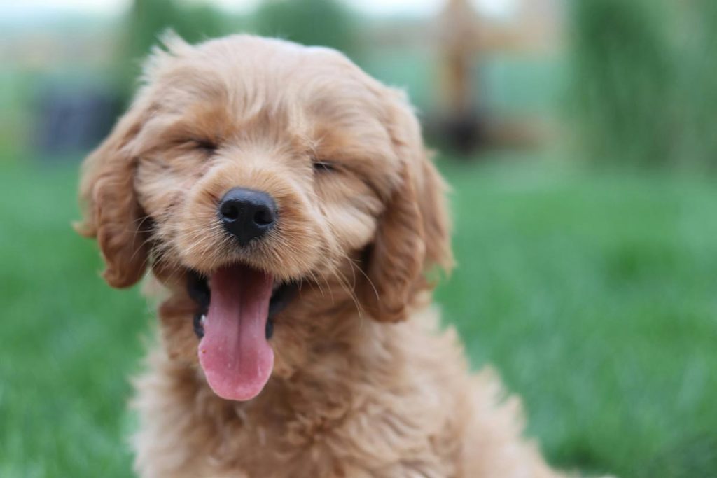 Cãozinha feliz após melhorar de sua diarréia