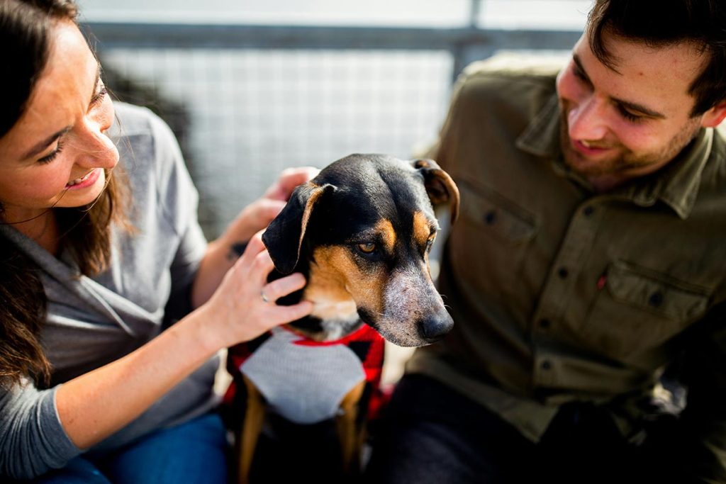 Cachorro com dor sendo confortado pelo dono - qual remédio pode dar para cachorro com dor.