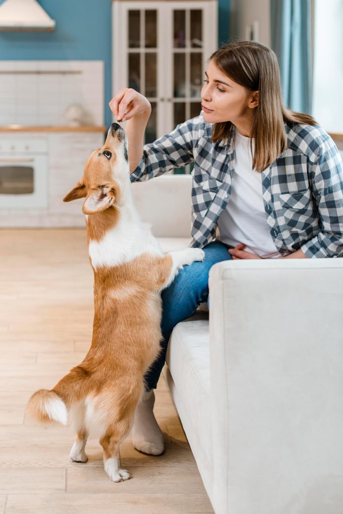 Cachorro saudável após tratamento da dor.