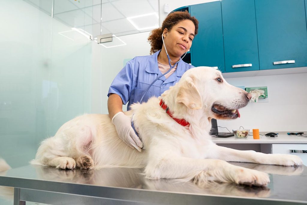 Veterinário examinando uma cadela grávida.