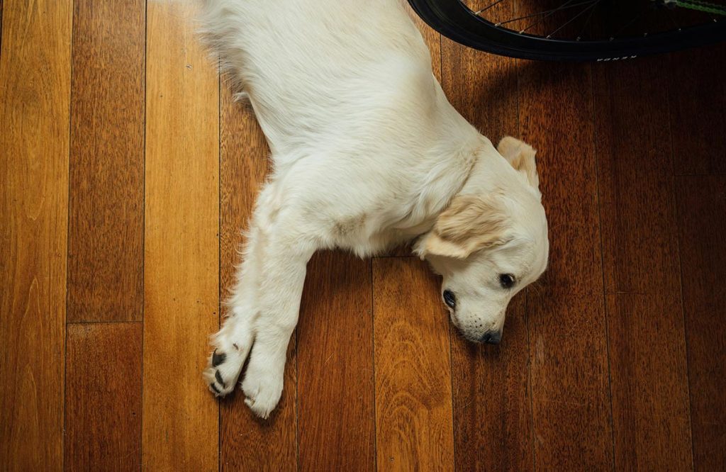 Sintomas da cinomose em cães, como febre e tosse.