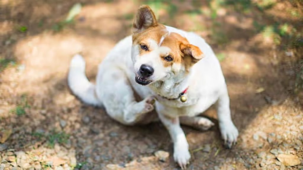 Sintomas da sarna em cães, como coceira e perda de pelo.