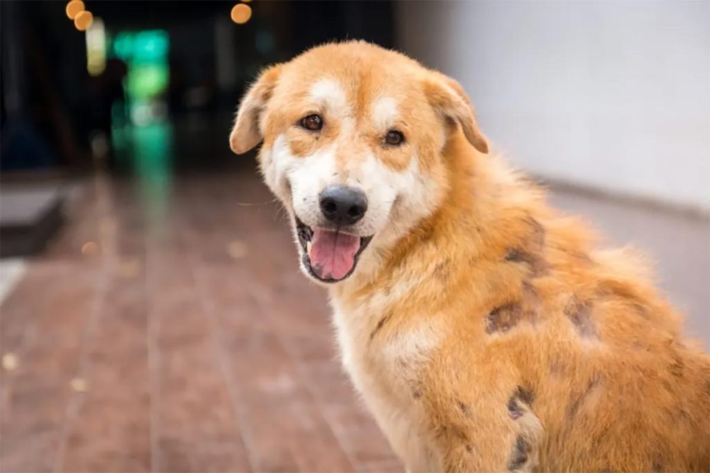 Tipos de sarna em cães: como tratar sarna em cachorro