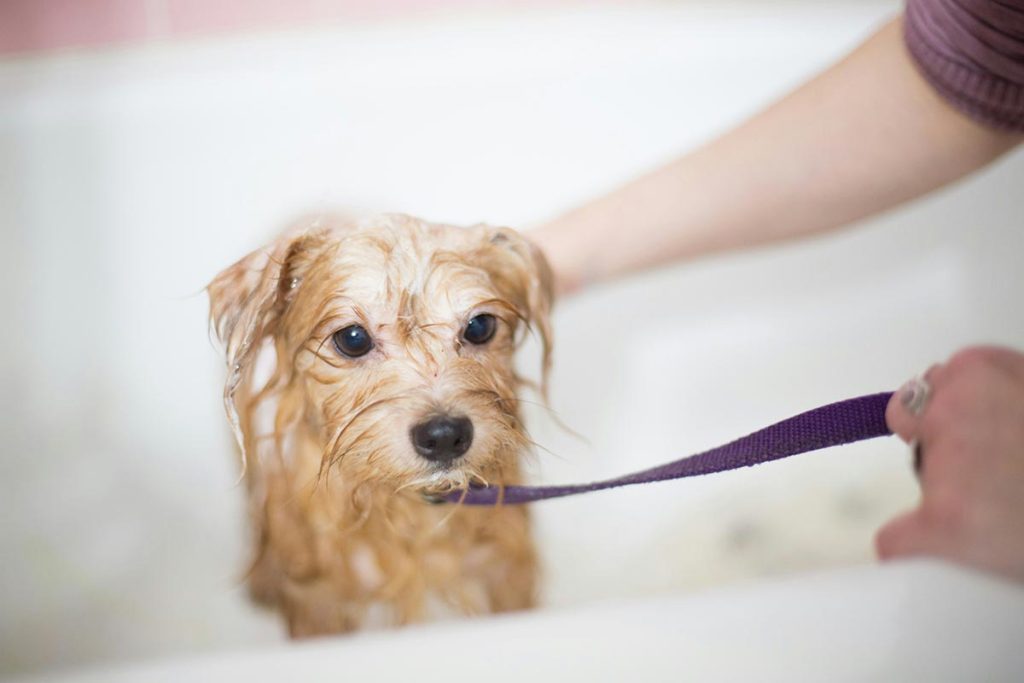 Tratamento da sarna em cães com medicamentos tópicos e banhos medicinais.