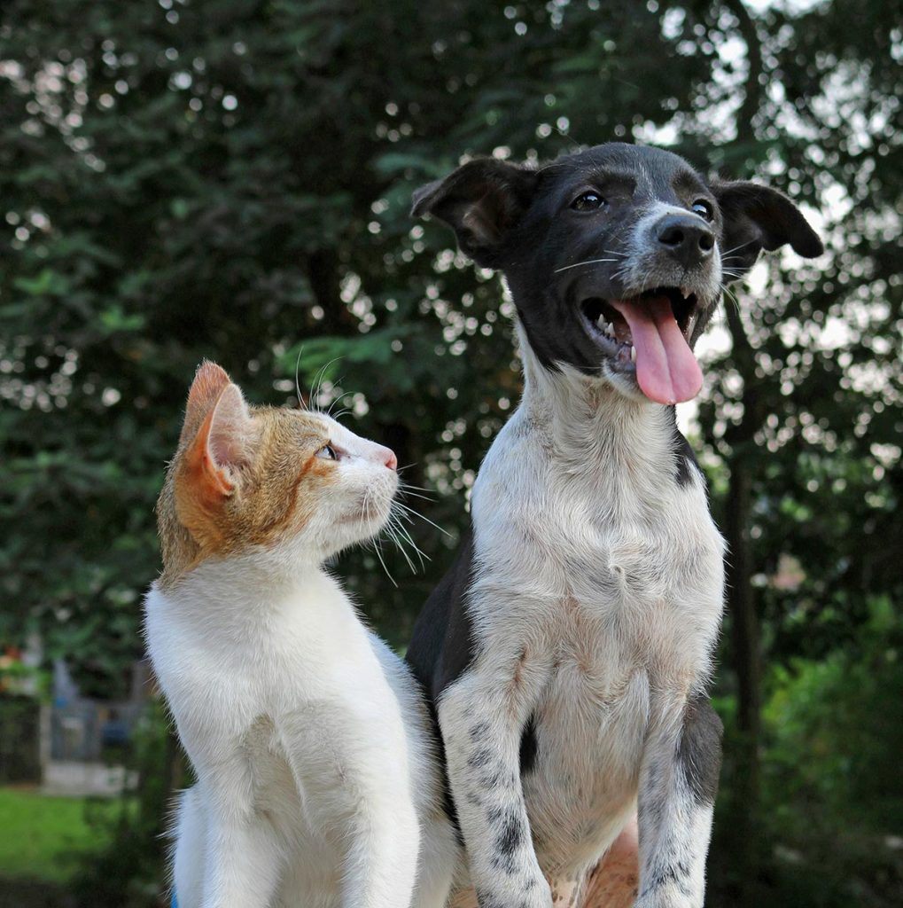 Como acostumar cachorro com gato