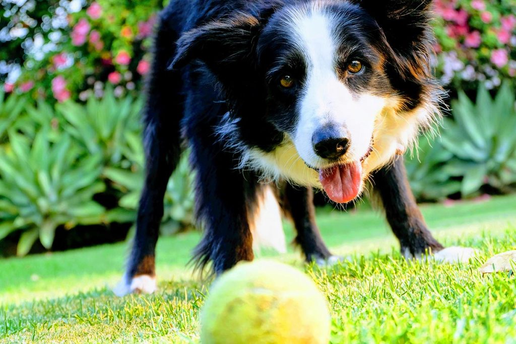 Cachorro brincando com bolinha de tenis e estimulado