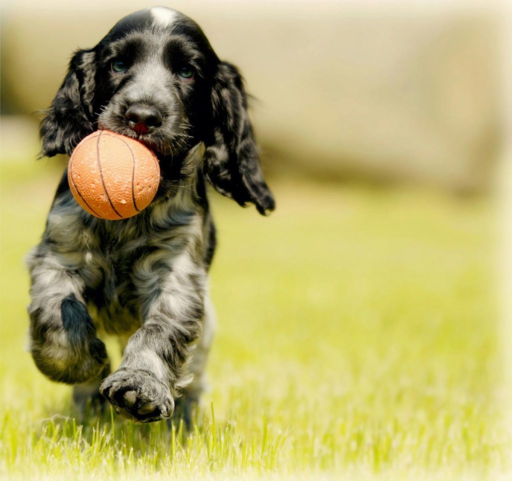 Cachorro distraído com brinquedo interativo para reduzir latidos.