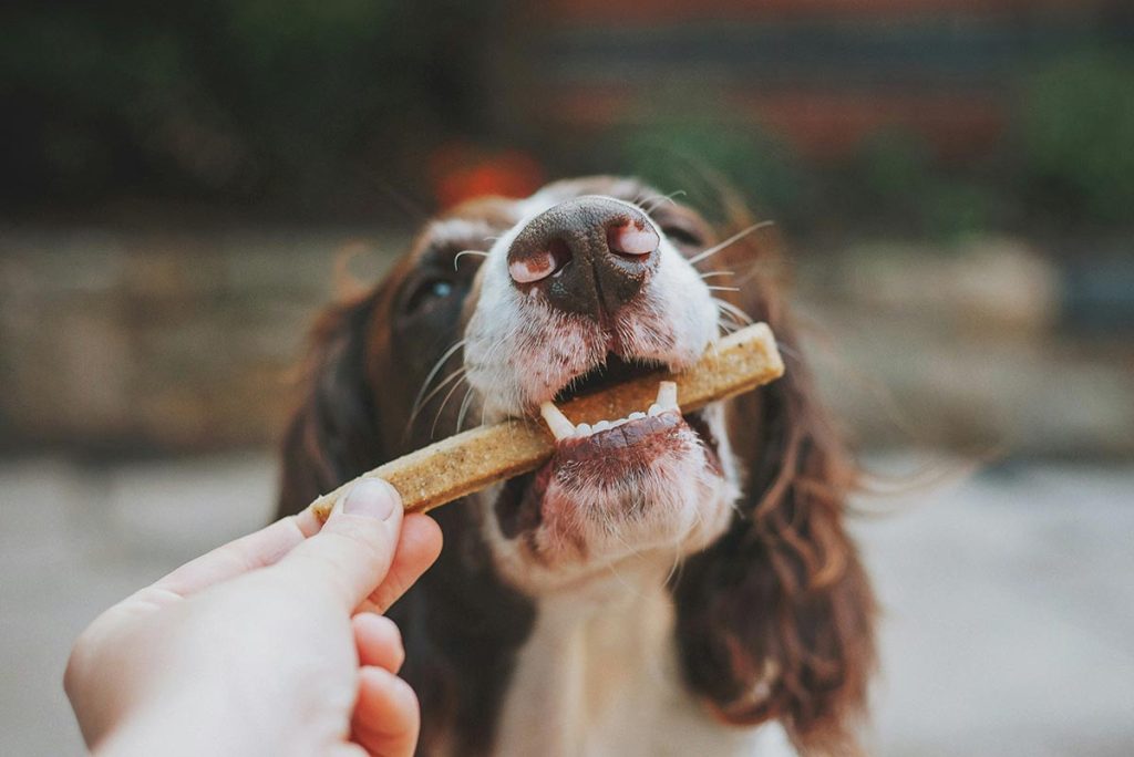 Cachorro comendo petisco