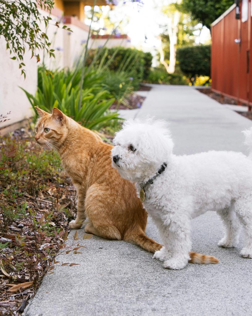 Cachorro e gato brincando harmoniosamente juntos.