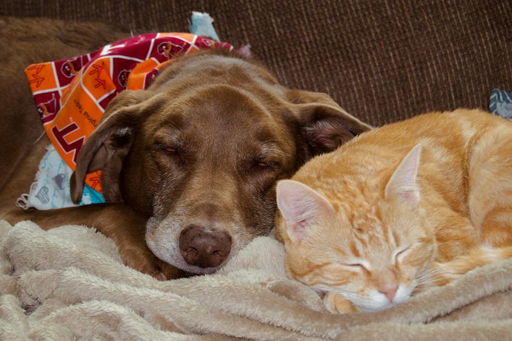 Cachorro e gato dormindo calmamente juntos
