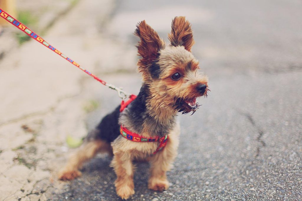 Cachorro pequeno latindo em direção ao portão da casa.