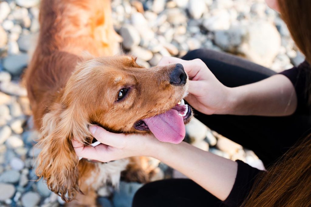 Cachorro sem pulgas, feliz e brincando com o dono