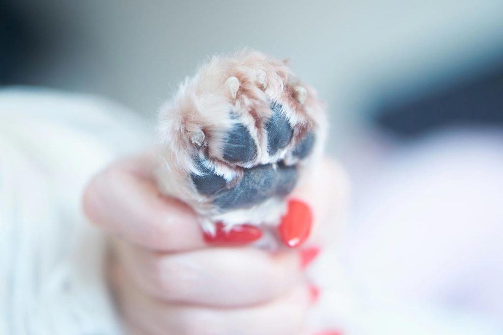como cortar as unhas de cachorro