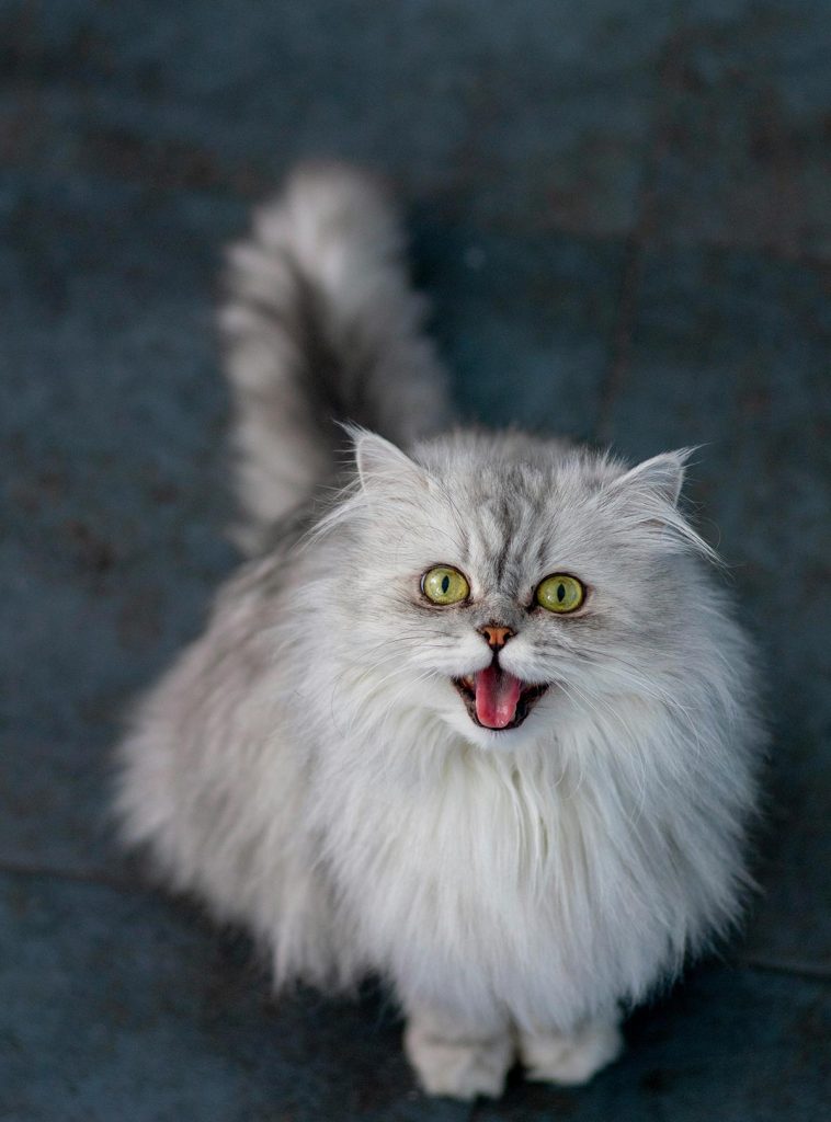 Gato Persa e sua beleza rara: quanto custa