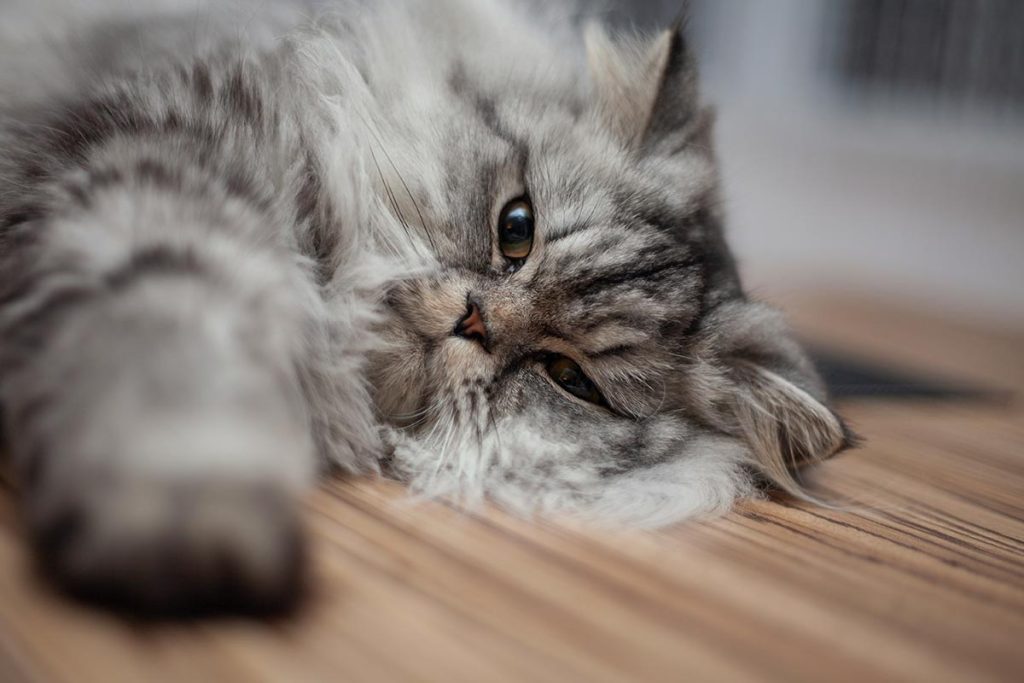 gato persa deitado em chão de apartamento