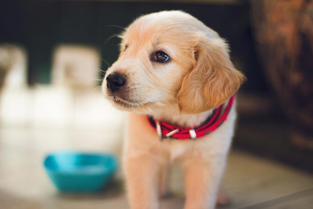 cachorro sem apetite ou vontade de comer